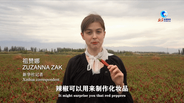 全球连线｜“洋记者”看新疆椒农的红火生活