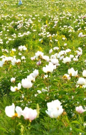 额尔古纳市：芍药花开引客来