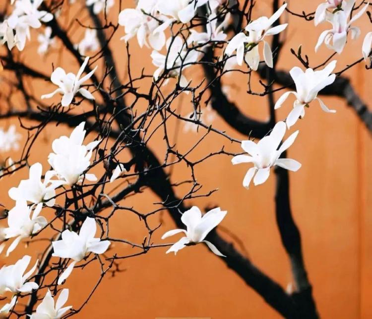 文化中国行·文博日历丨早春玉兰开 一起到全国古迹去追花（附打卡攻略）