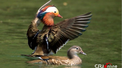 Mochong River in Guizhou Becomes "Natural Home" for Wild Mandarin Ducks