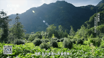 “云朵上”的羌茶，见证山地农耕的奇迹
