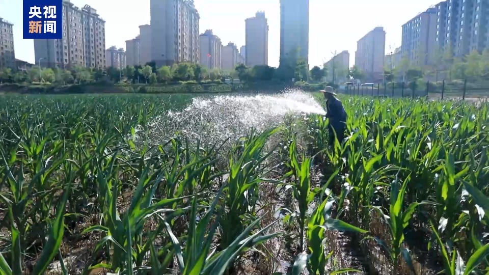 农业防高温干旱三级应急响应启动 力保秋粮丰收