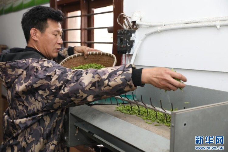 浙江温州：非遗茶香代代传