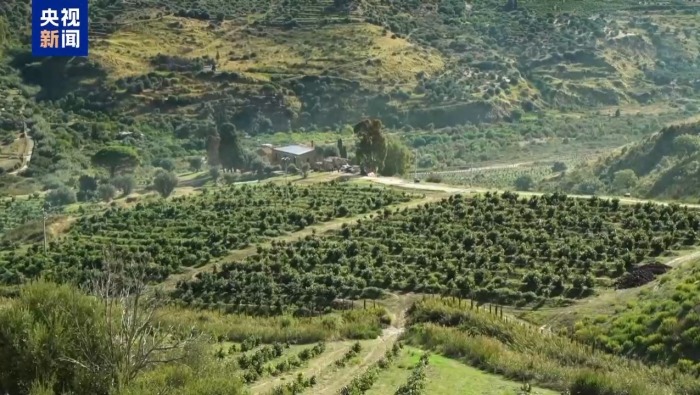 视频丨气温升高 意大利西西里地区牛油果种植走向规模化