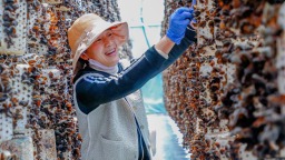 天水清水：白沙镇探索“党建+产业”模式 打造现代化食用菌产业体系