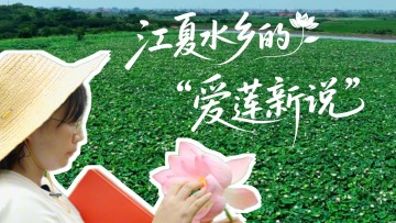 鲜味中国 四季农香 | 江夏水乡的“爱莲新说”