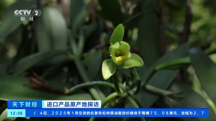 原产地好物直达！“可可大国、香草王国”：我家好物来进博→