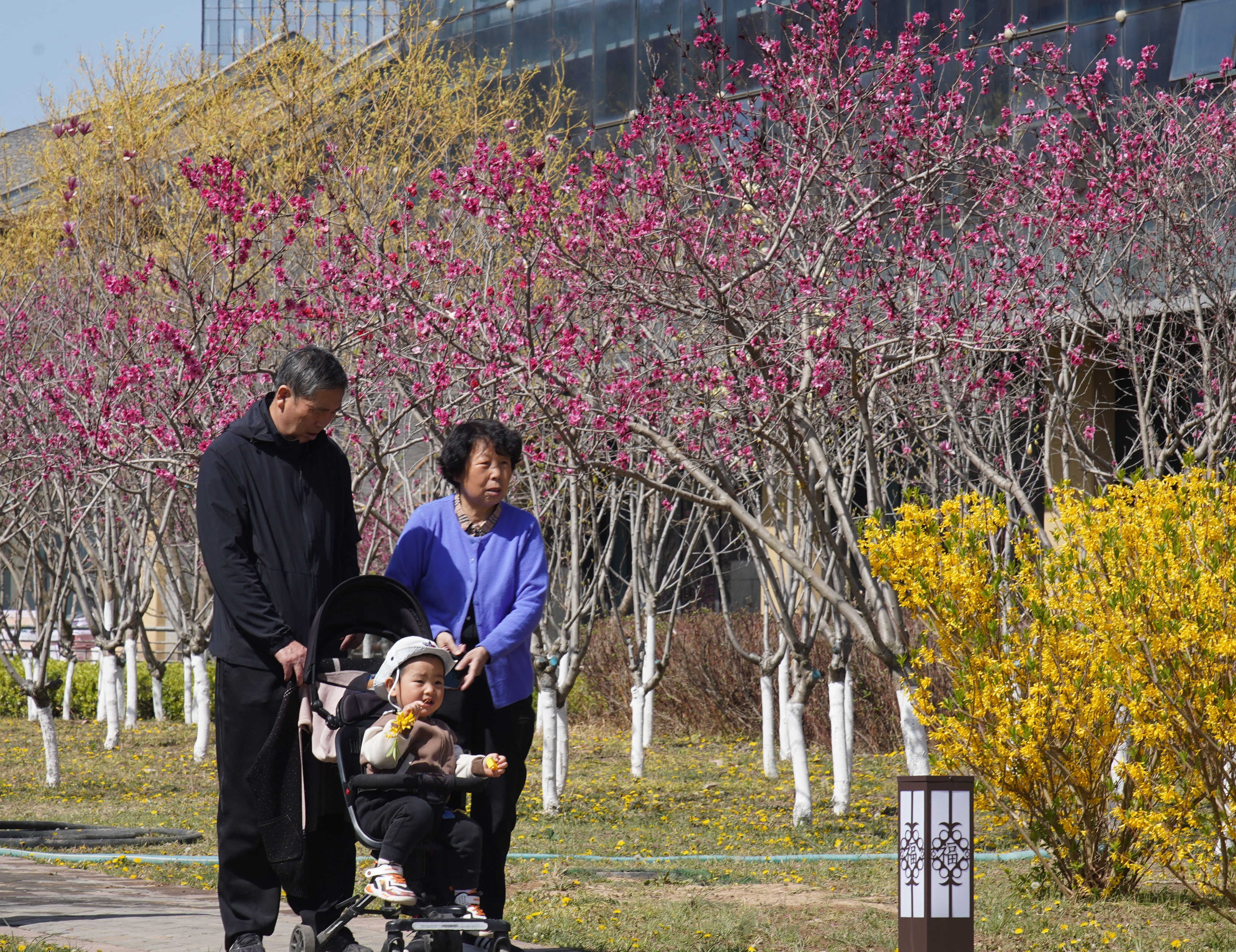 花海盛景 一起共赴天水秦州春日之约_fororder_1744030583638012227