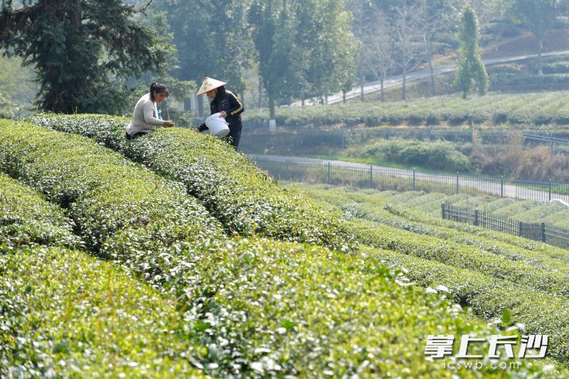 湖南长沙：春茶吐新绿 村民采茶忙_fororder_7