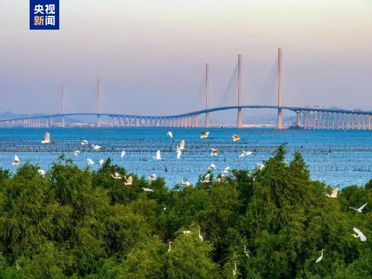 单次通行33元!黄茅海跨海通道2月28日起开始收费