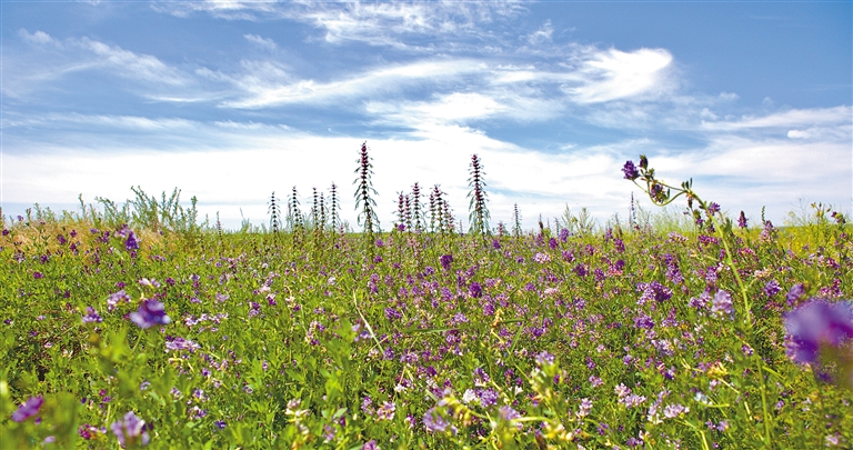 呼和浩特：赏心悦目的浪漫紫色_fororder_2