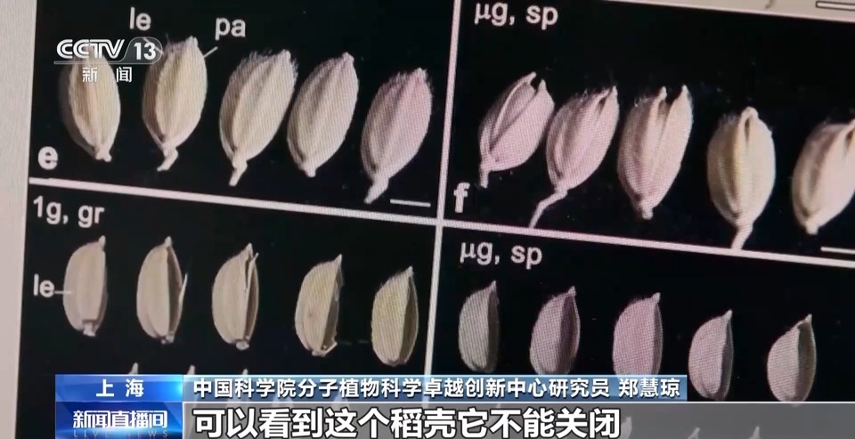 天上的水稻吃起来更甜？一起了解“太空水稻”和普通水稻的不同点