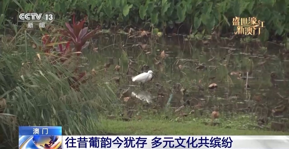 和我在澳门的街头走一走 感受多元文化魅力