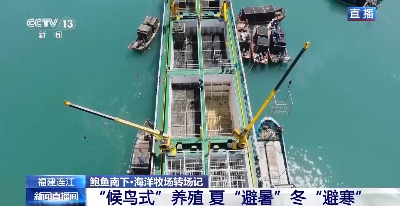 鲍鱼也要“走南闯北”越冬避暑？揭秘小鲍鱼的“候鸟式”养殖