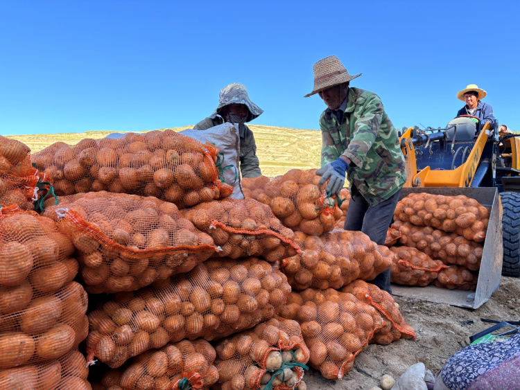 甘肃定西马铃薯进入采收季_fororder_图片1