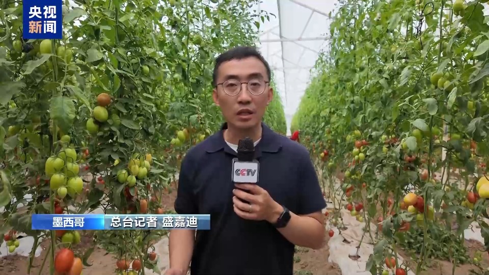 总台记者探访丨美国加征关税 对墨西哥番茄产区影响几何？