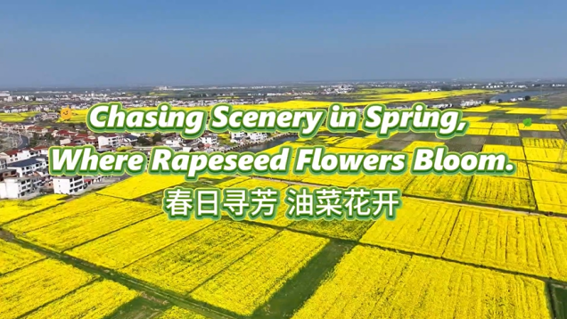 Chasing Scenery in Spring, Where Rapeseed Flowers Bloom_fororder_9876de28937a5aae6350e8da642becf5
