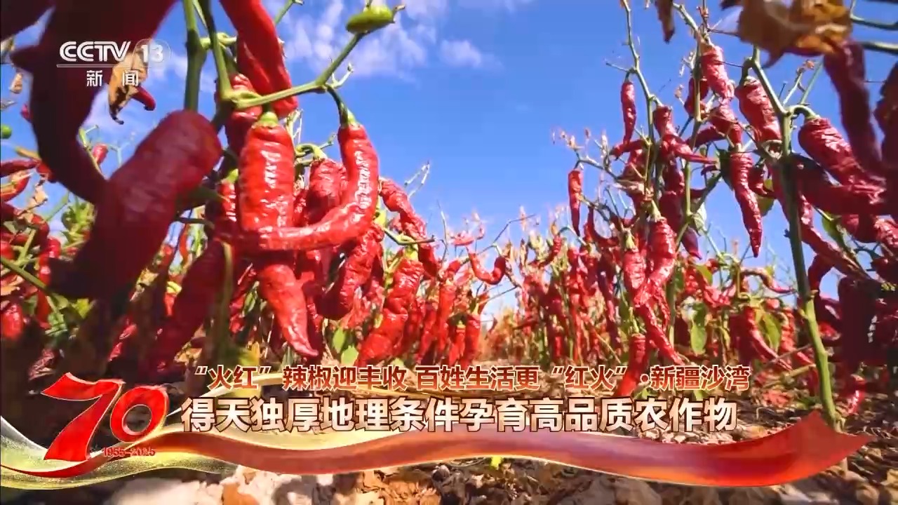 在新疆万亩戈壁晾晒场 看“火红辣椒”带来“红火日子”