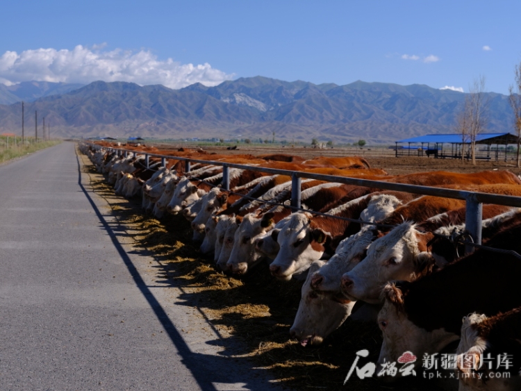 辉煌70年 奋进新征程 | 牧歌新唱