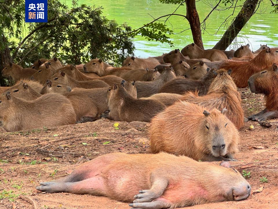 这就是巴西丨跑不赢 不能rua 你竟是这样的卡皮“粑”拉！