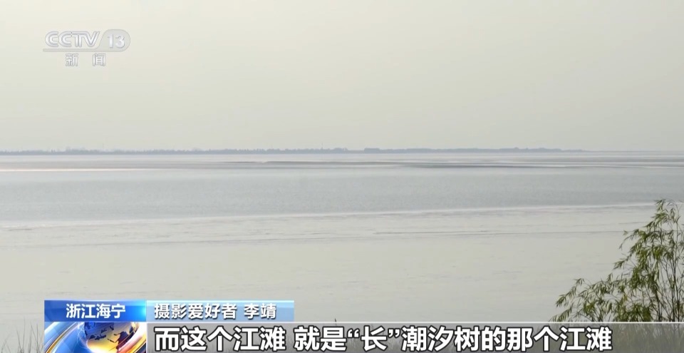 寻找潮汐树就像开盲盒 记者这次开出了“隐藏款”
