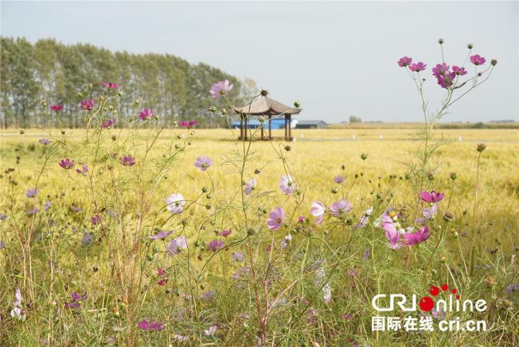 【稻花香里说丰年】乐稻小镇农文旅深度融合 用行动赋能乡村振兴