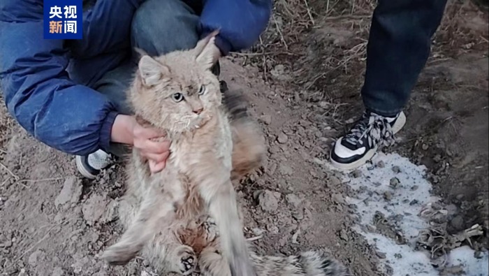 视频丨一只荒漠猫获成功救护 后续将评估放归