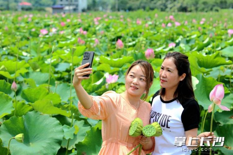 映日荷花别样红，长沙这些地方开启夏日赏荷季_fororder_7