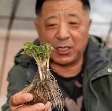 黑土地上的“芯片破局”——记呼伦贝尔市农牧科学研究院马铃薯专家姜波