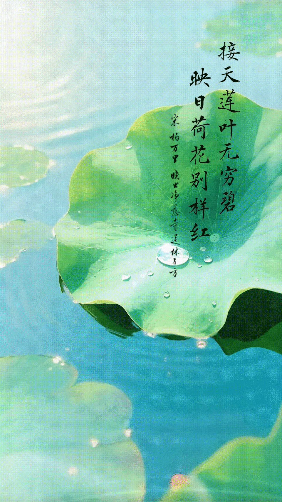 文化中国行·人间好时节｜大暑：清风拂夏 荷香满塘