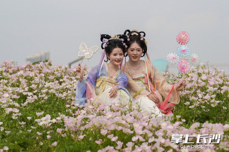 组图丨“莫奈花园”空降洋湖！千亩粉白月见草编织星城春日童话_fororder_5