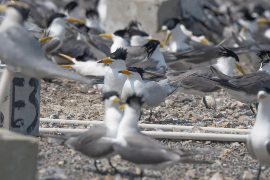 Wenzhou, Zhejiang: “Green Power Ark” Welcomes the Return of the “Mythical Bird”_fororder_图片1
