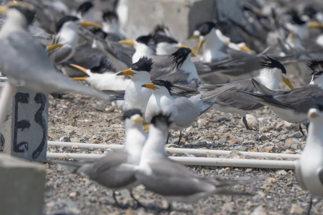 Wenzhou, Zhejiang: “Green Power Ark” Welcomes the Return of the “Mythical Bird”_fororder_图片1