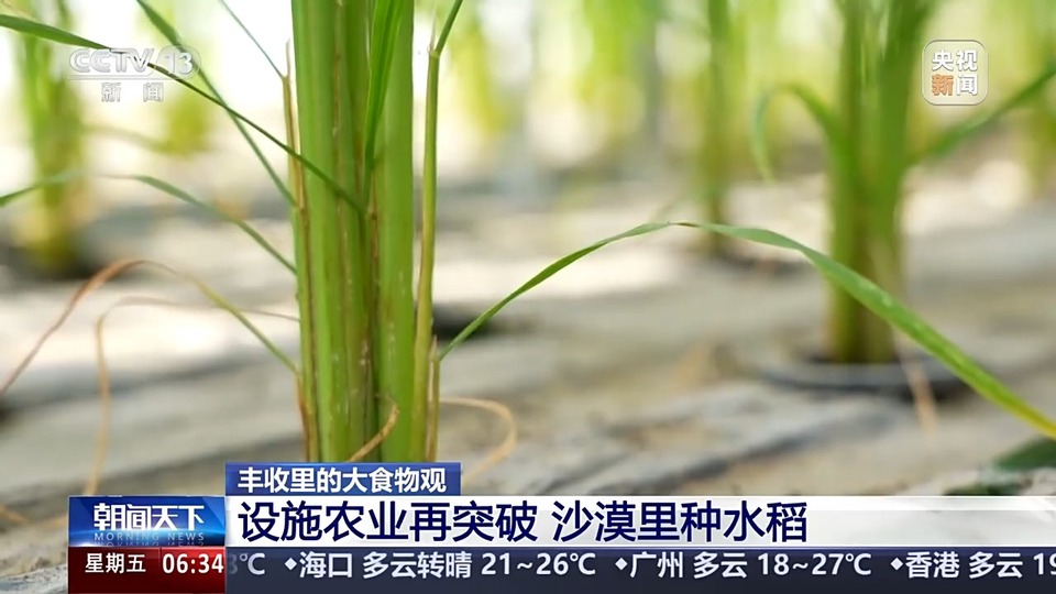 植物工厂长啥样？沙漠里能种水稻？揭秘种菜“黑科技”