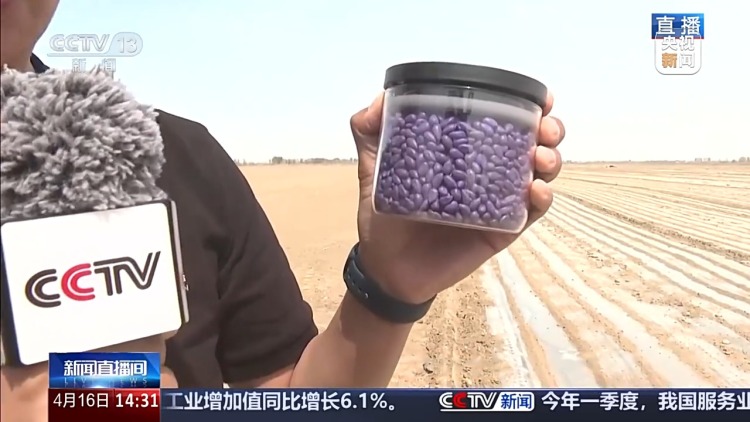 视频丨误差不到万分之一！播种用上北斗导航效率翻倍