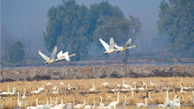 Huanggang, Hubei: Guarding a Paradise for Migratory Birds