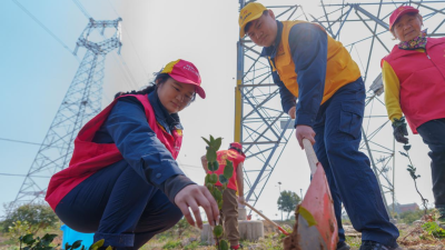 Wuhan, Hubei: Planting Camellia Oleifera Under High-Voltage Transmission Towers Delivers Dual Benefits of Grid Protection and Higher Income
