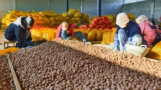 天水张家川：种储联动织全链 小土豆变身振兴“金豆豆”