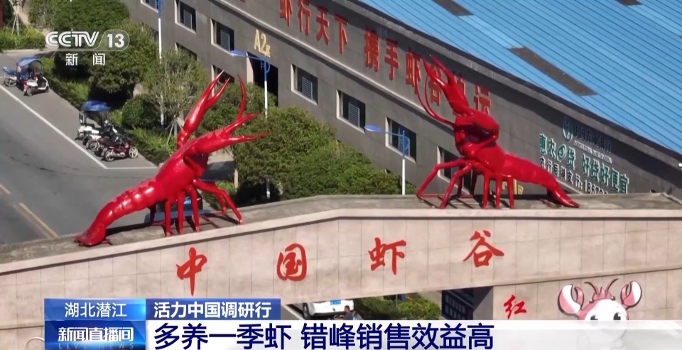 活力中国调研行丨湖北潜江大个儿“炮头虾”正“四季速达”你的餐桌