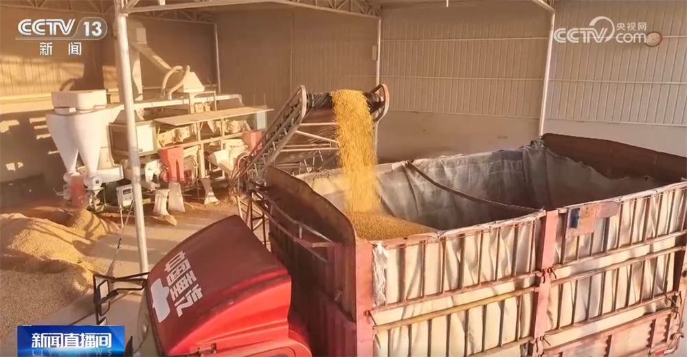 多地“攥指成拳”打响秋收“攻坚战” 排涝、抢收、抢烘有序开展