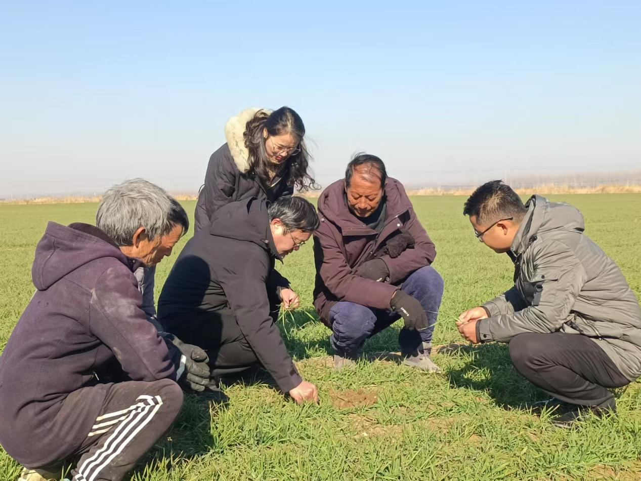 蚌埠市五河县开展科技指导工作 助力小麦冬季管理