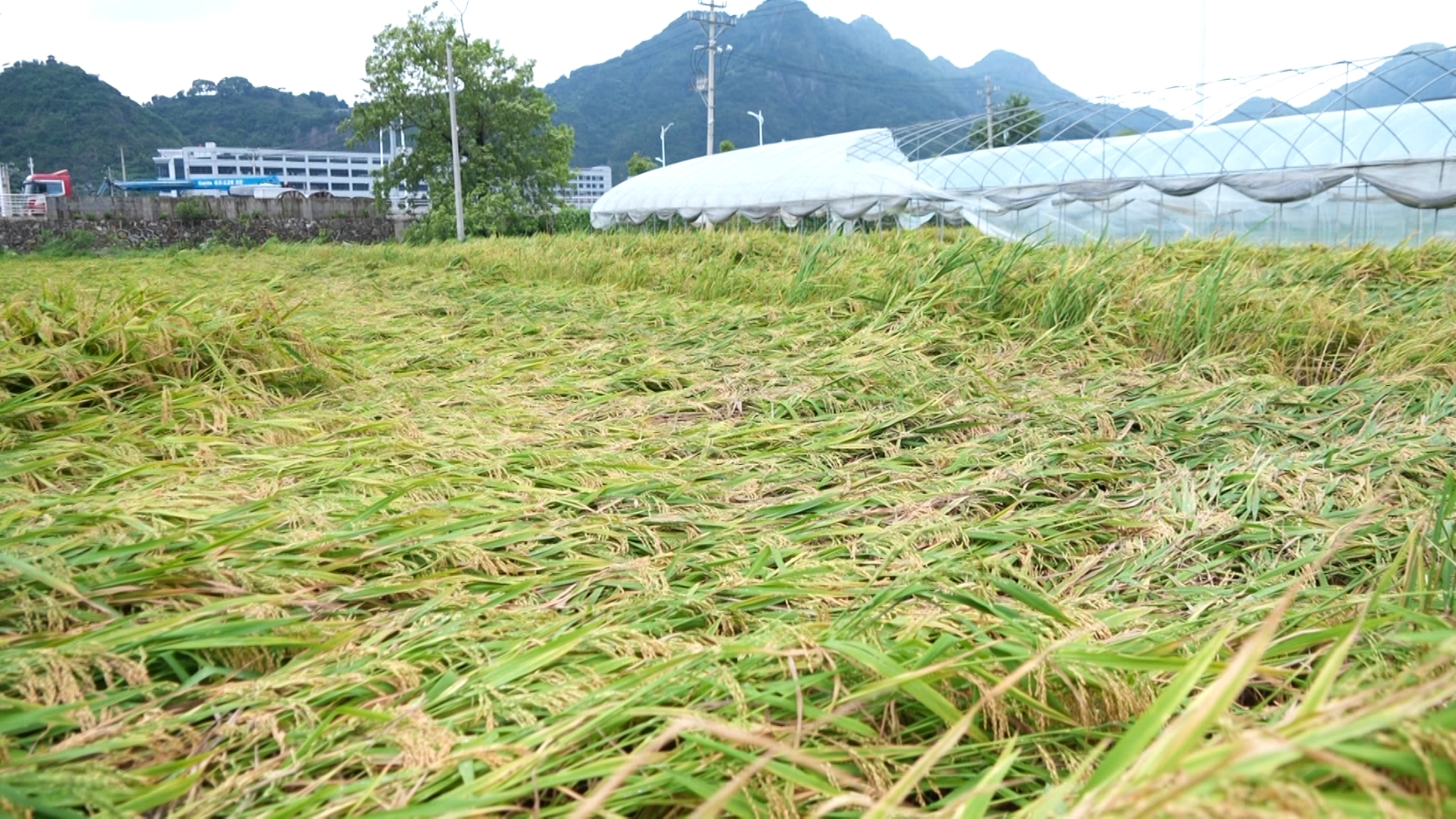 抢收水稻、排查隐患……台风登陆后 浙江各地抢险救灾进行时