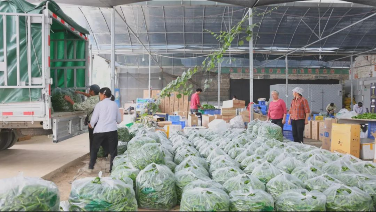 湖南桂东村厨赛事激活产业链 高山蔬菜俏销大市场_fororder_图片6