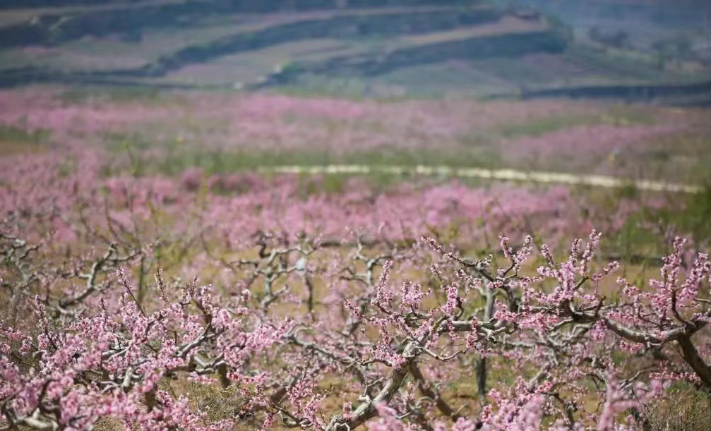 天水秦安：“花式”经济出圈了！_fororder_6352c887f28368414da526f541e37ac