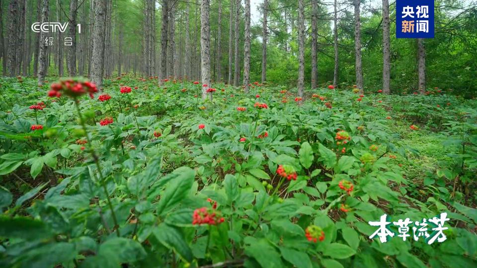探秘中华本草前世今生 大型系列纪录片《本草流芳》开播