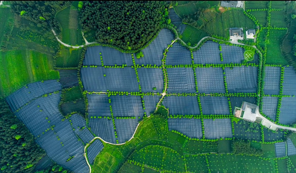A New Paradigm of “Intelligent Tea Manufacturing”: Guizhou Matcha Aroma Spreads Worldwide_fororder_图片4