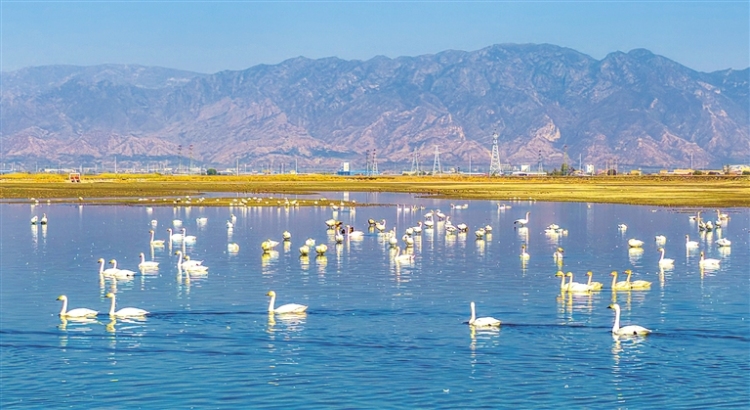 候鸟共秋舞翩跹_fororder_4302414_wangxia_1762181538907_s