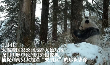 Infrared Camera Captures Giant Pandas Playing in Snow in Chengdu's Dayi Sector of Giant Panda National Park_fororder_企业微信截图_20260508162537