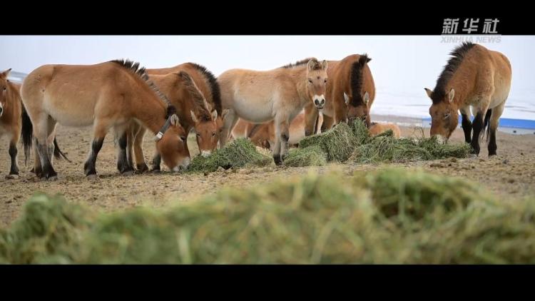 新春走基层丨旷野逐风：守护普氏野马的日与夜