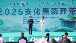 湖南安化举行黑茶开茶季活动 以茶为媒擘画发展新蓝图
